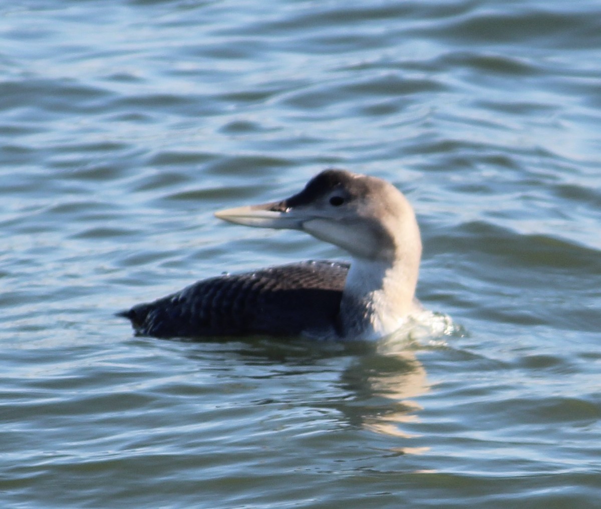 白嘴潛鳥 - ML646817552