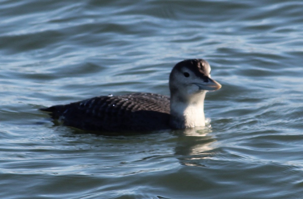 白嘴潛鳥 - ML646817553