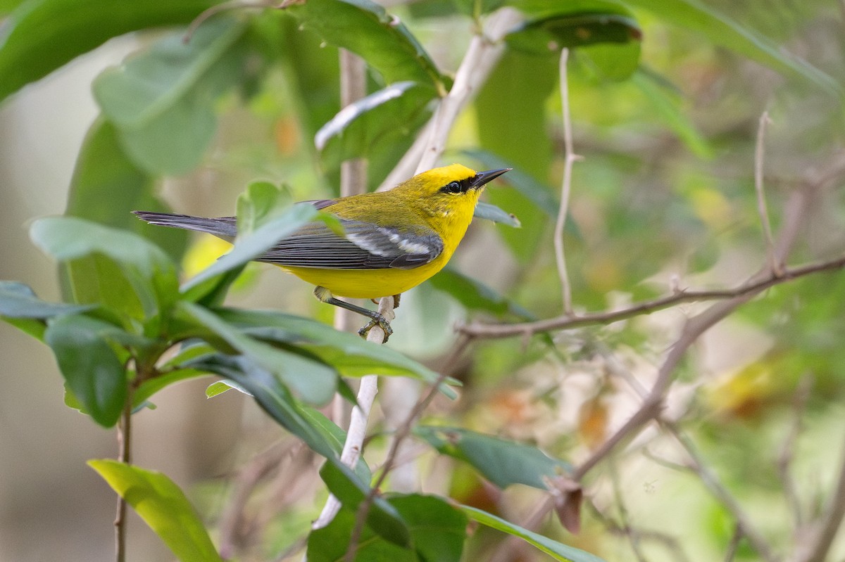 Blue-winged Warbler - ML646817554