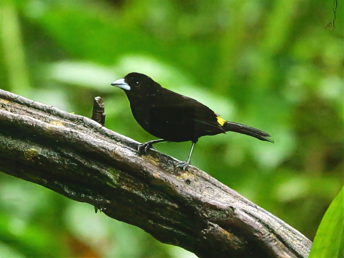 Flame-rumped Tanager (Lemon-rumped) - ML646817556