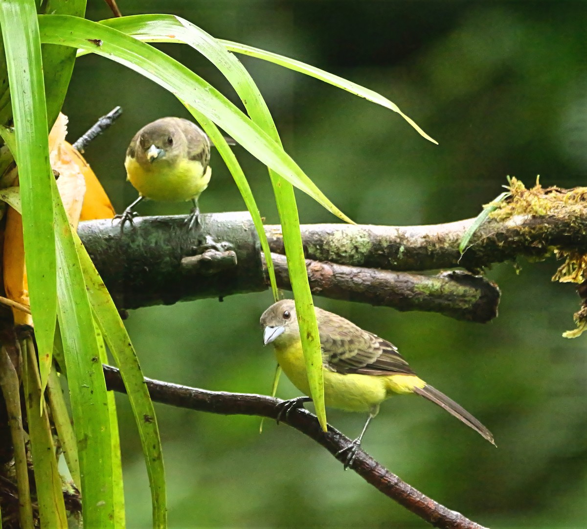 Flame-rumped Tanager (Lemon-rumped) - ML646817557