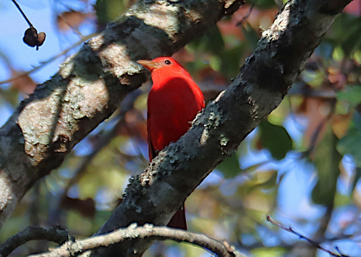 Summer Tanager - ML646817558