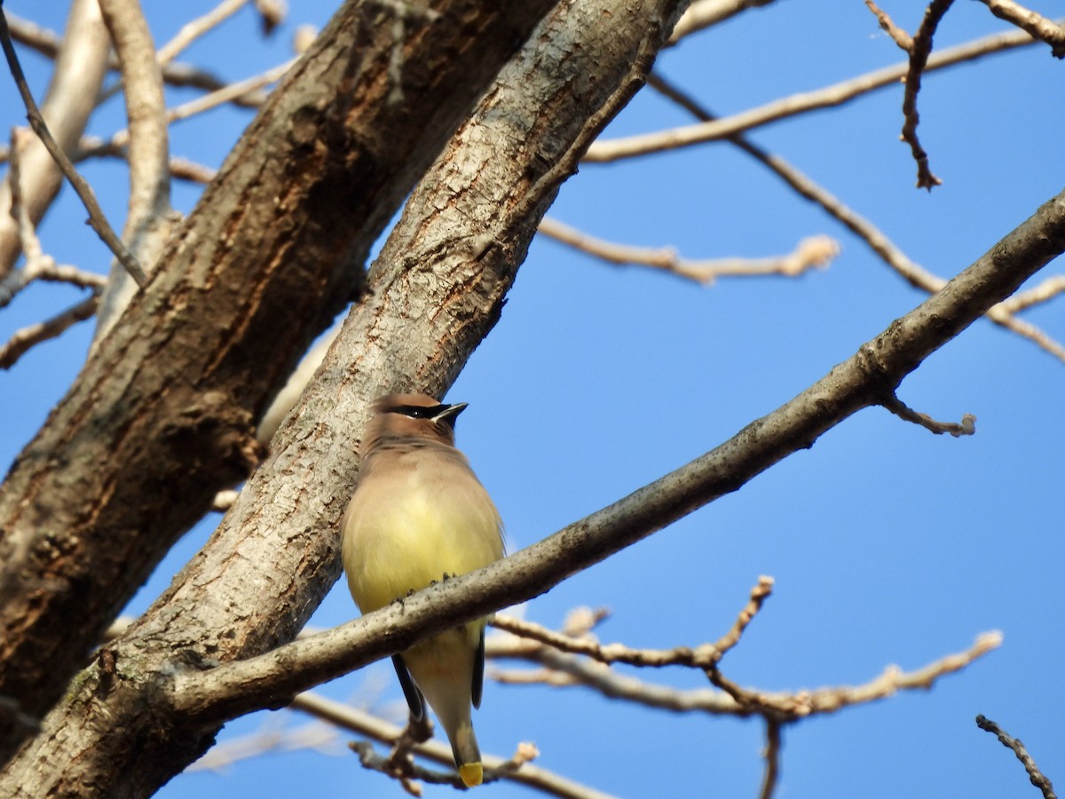 Cedar Waxwing - ML646817559