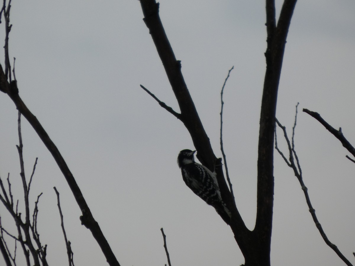 Downy Woodpecker - ML646817560