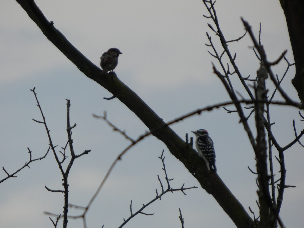 Downy Woodpecker - ML646817561