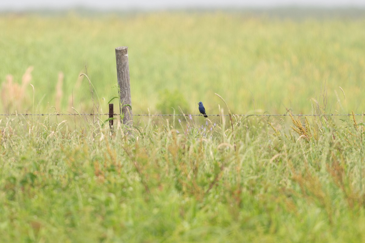 Blue Grosbeak - ML646817562