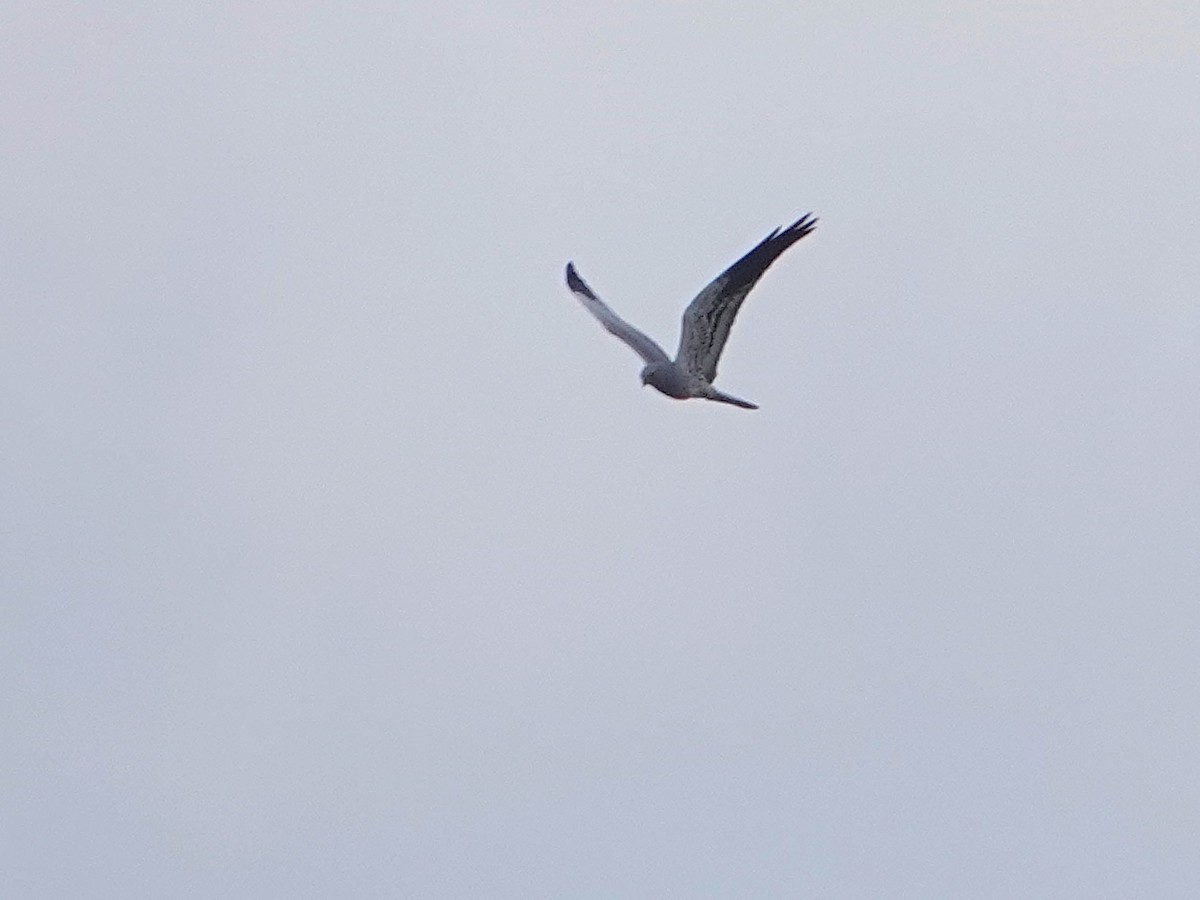Montagu's Harrier - ML646817563