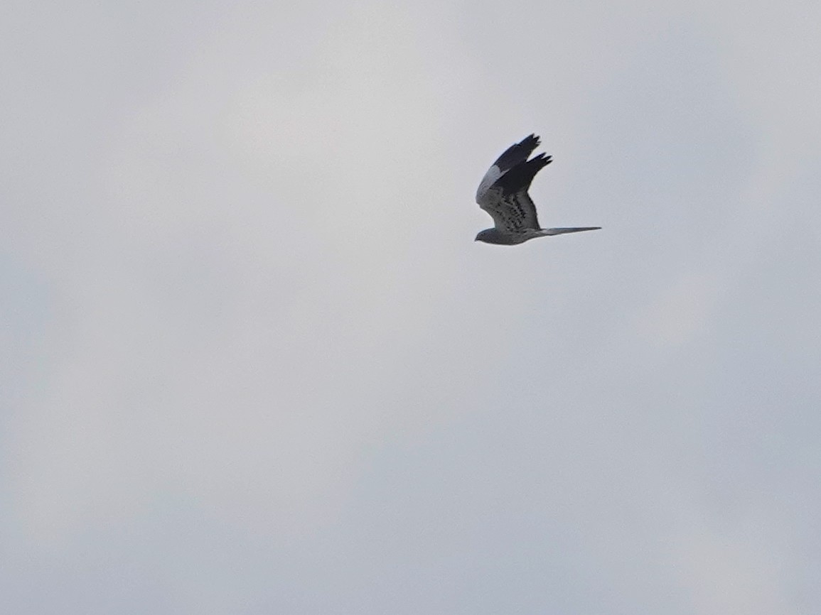Montagu's Harrier - ML646817565