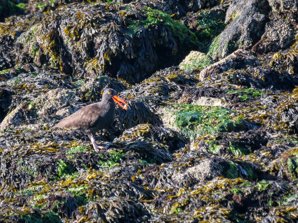 Black Oystercatcher - ML646817566