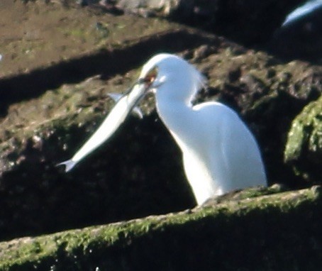Snowy Egret - ML646817576
