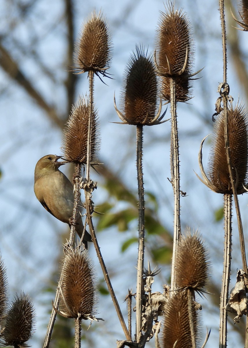 American Goldfinch - ML646817584