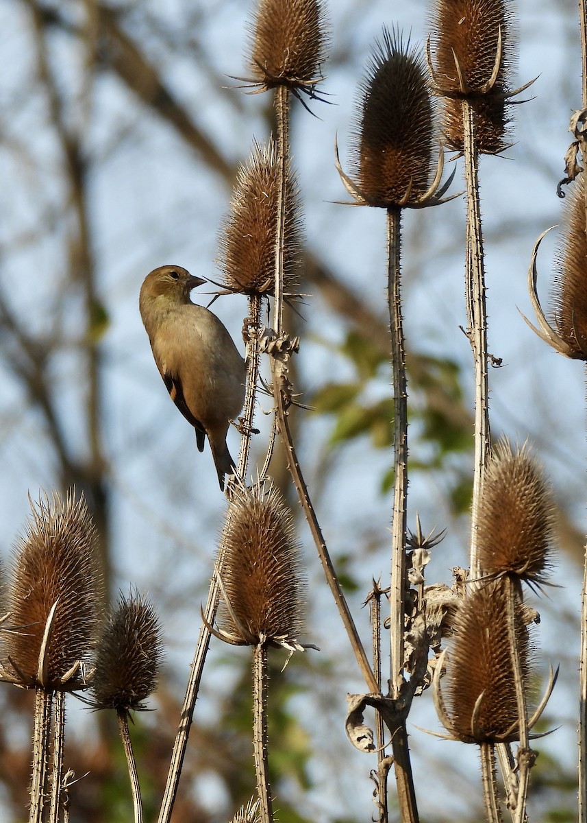 American Goldfinch - ML646817585