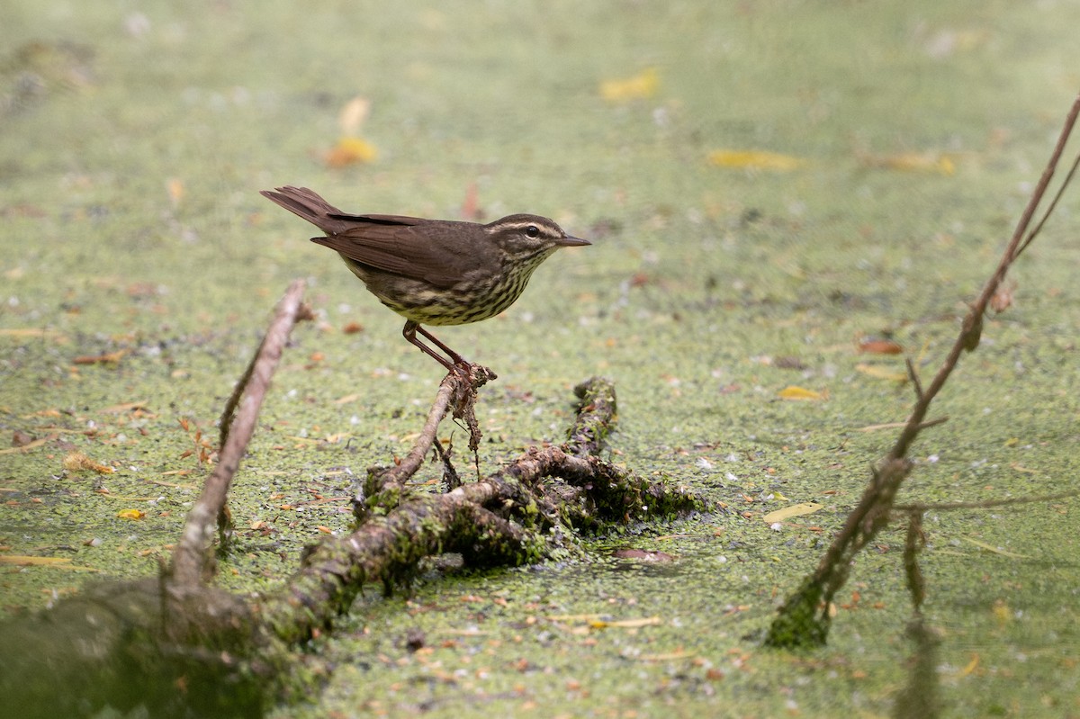 Northern Waterthrush - ML646817591