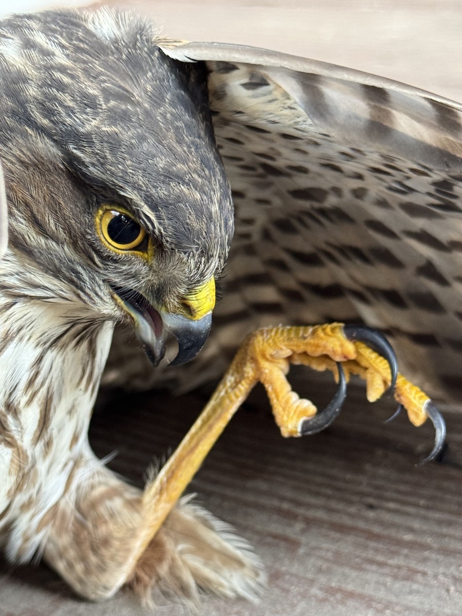 Sharp-shinned Hawk - ML646817592