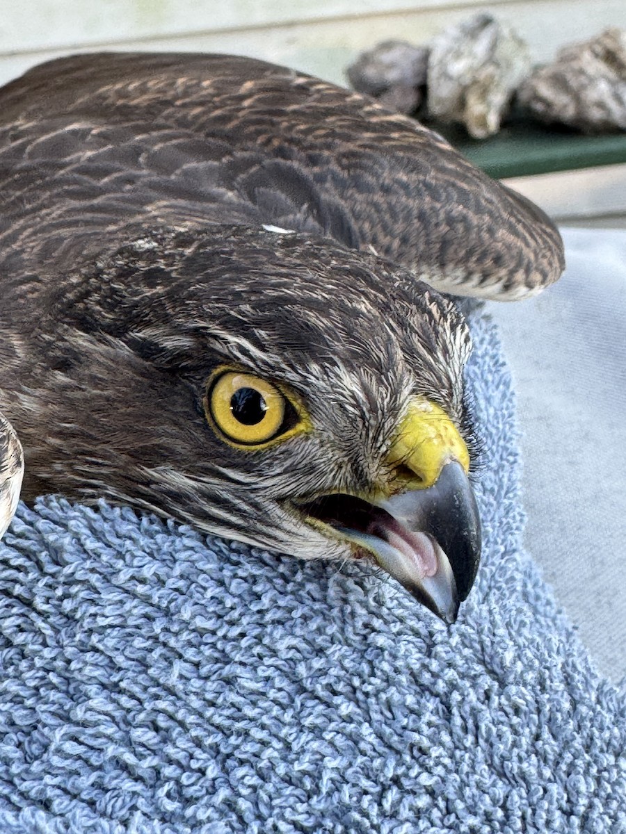 Sharp-shinned Hawk - ML646817593