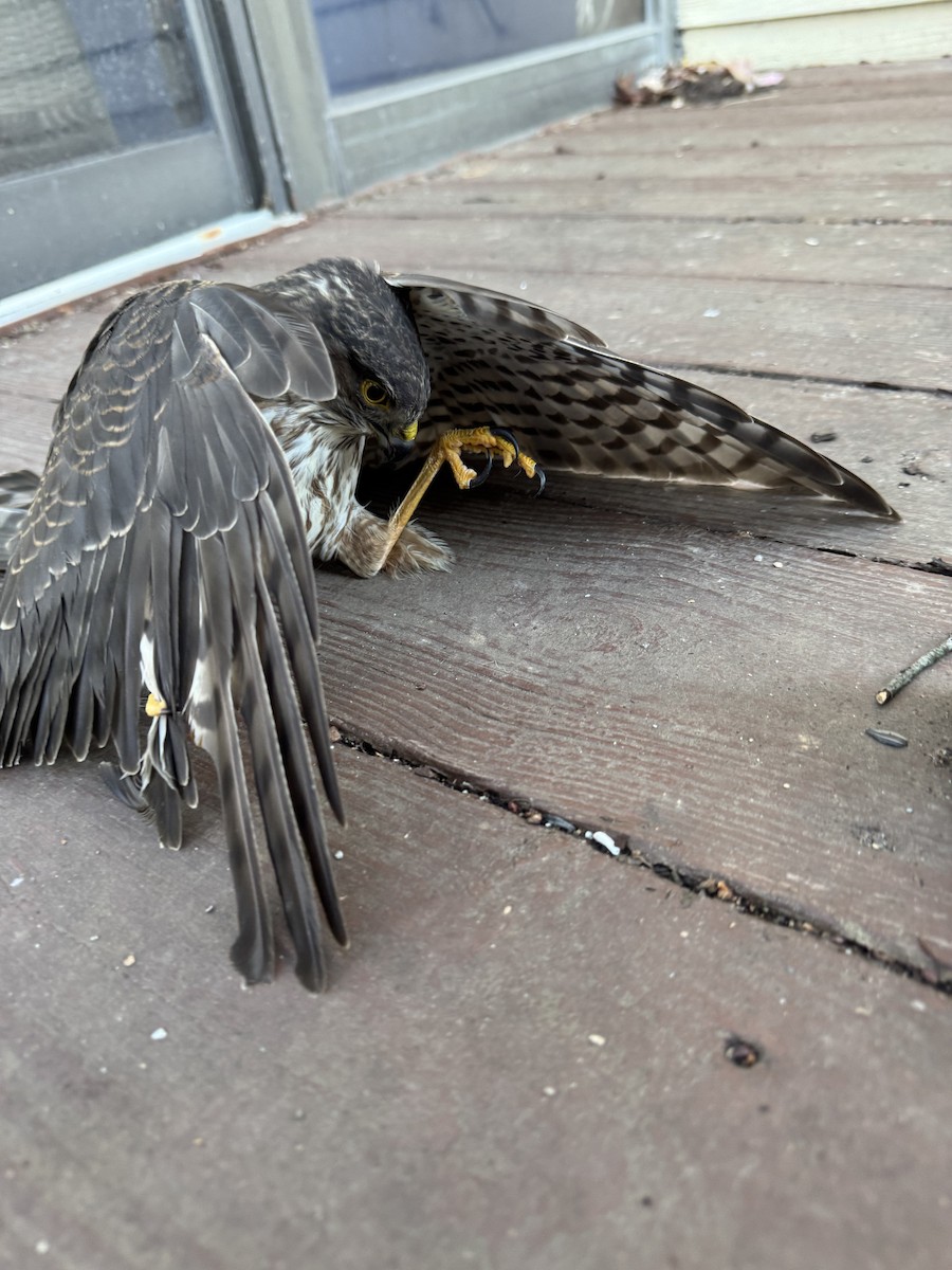 Sharp-shinned Hawk - ML646817594