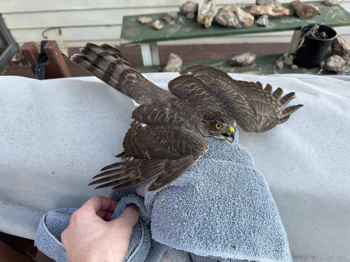 Sharp-shinned Hawk - ML646817596
