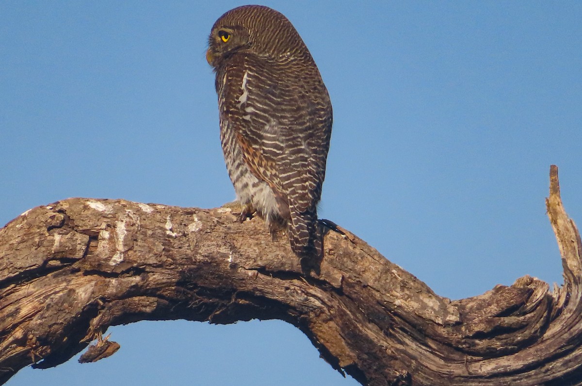 Jungle Owlet - ML646817598