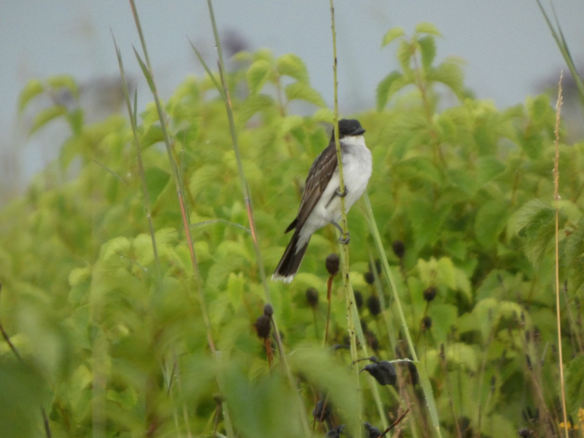 Tirano Oriental - ML646817600