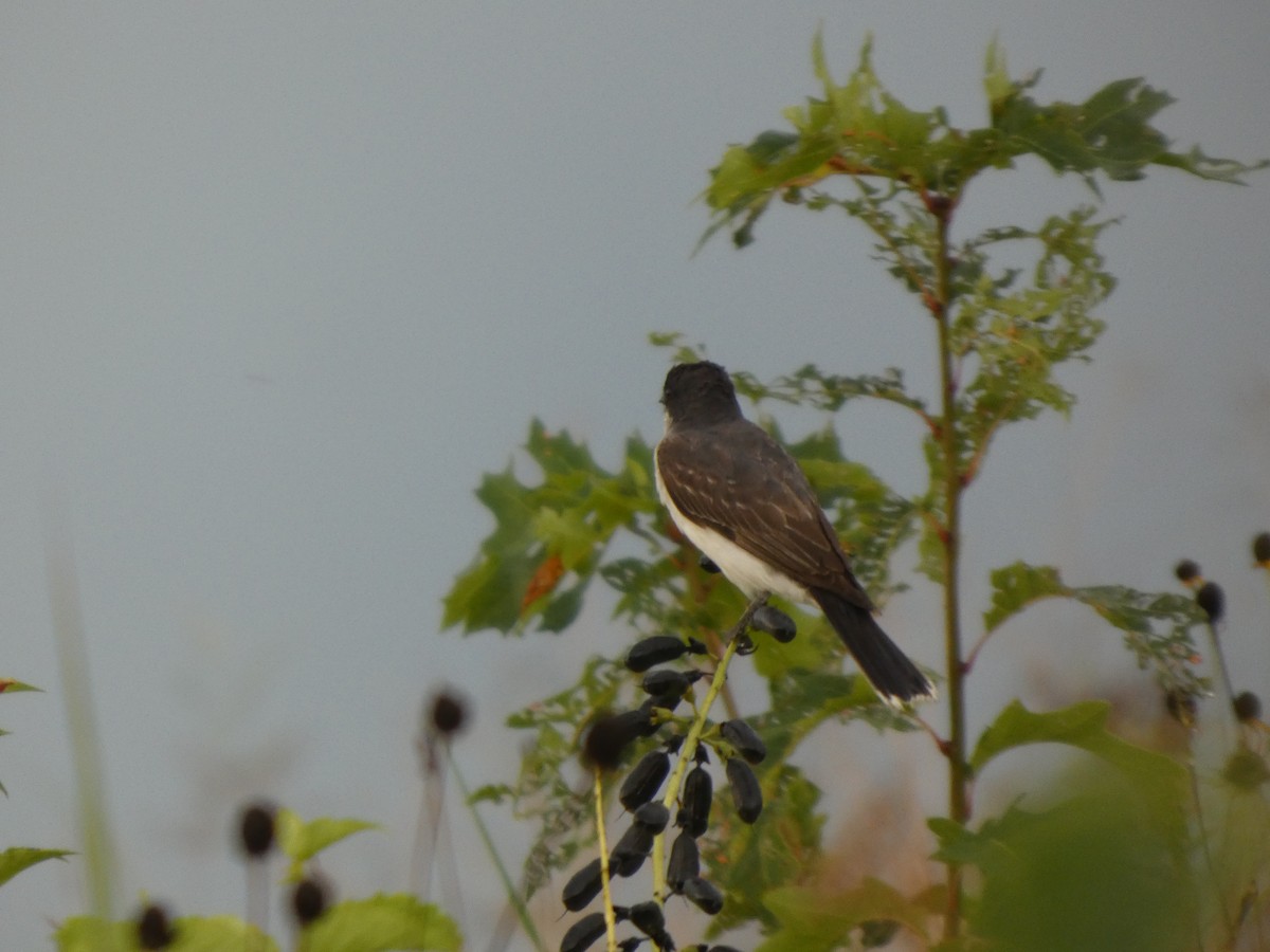 Tirano Oriental - ML646817601