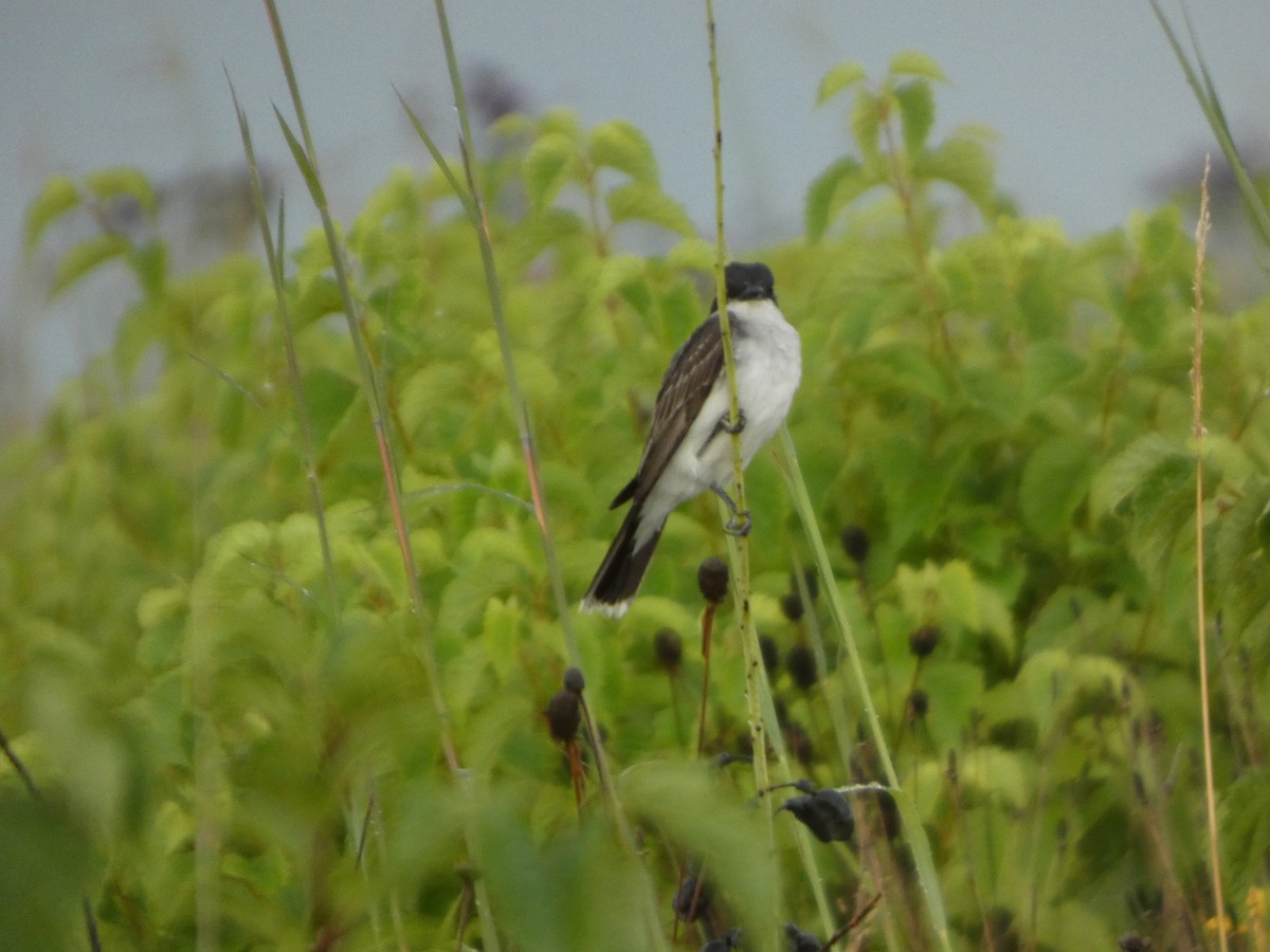 Tirano Oriental - ML646817602