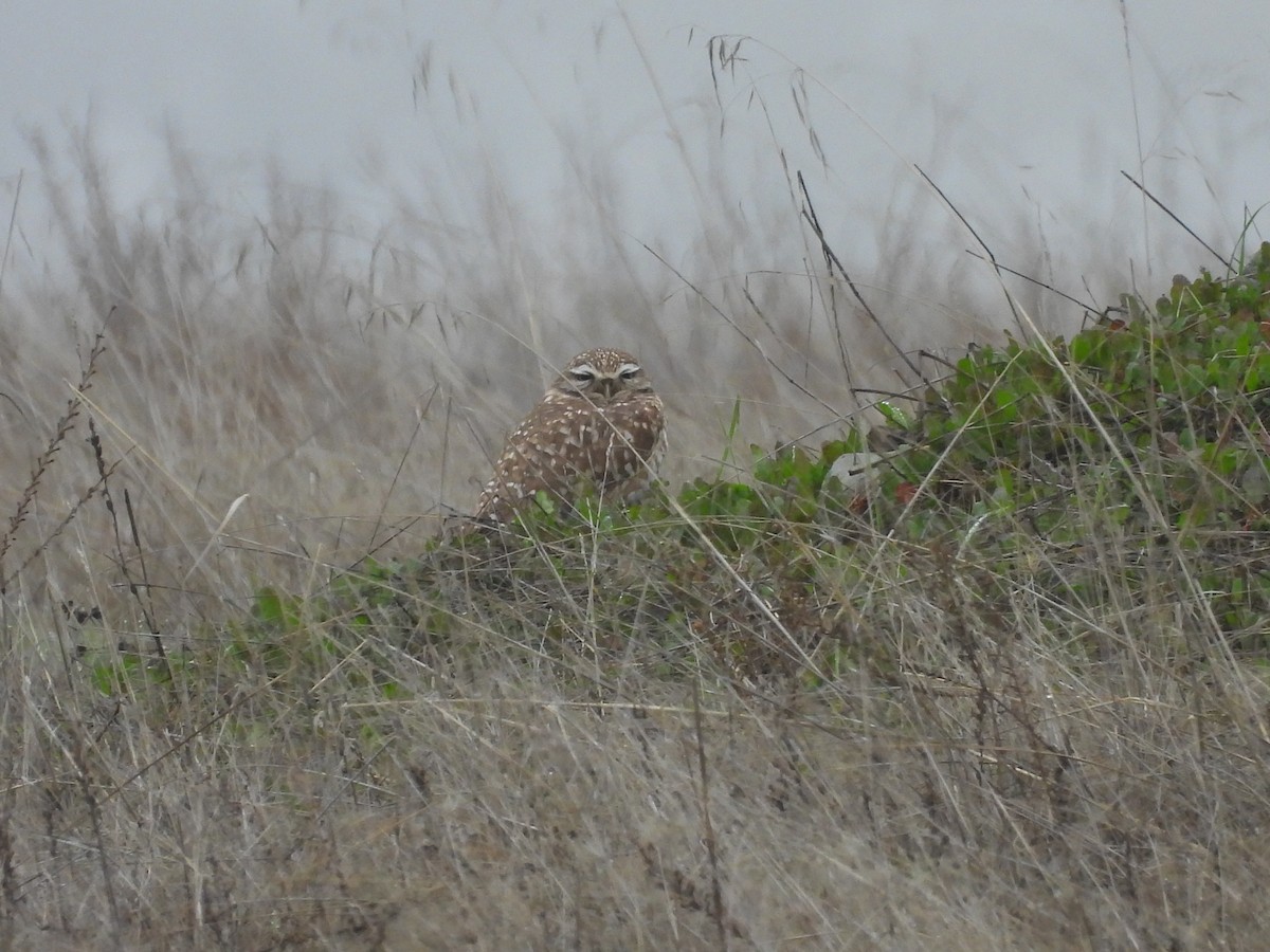 Burrowing Owl - ML646817605
