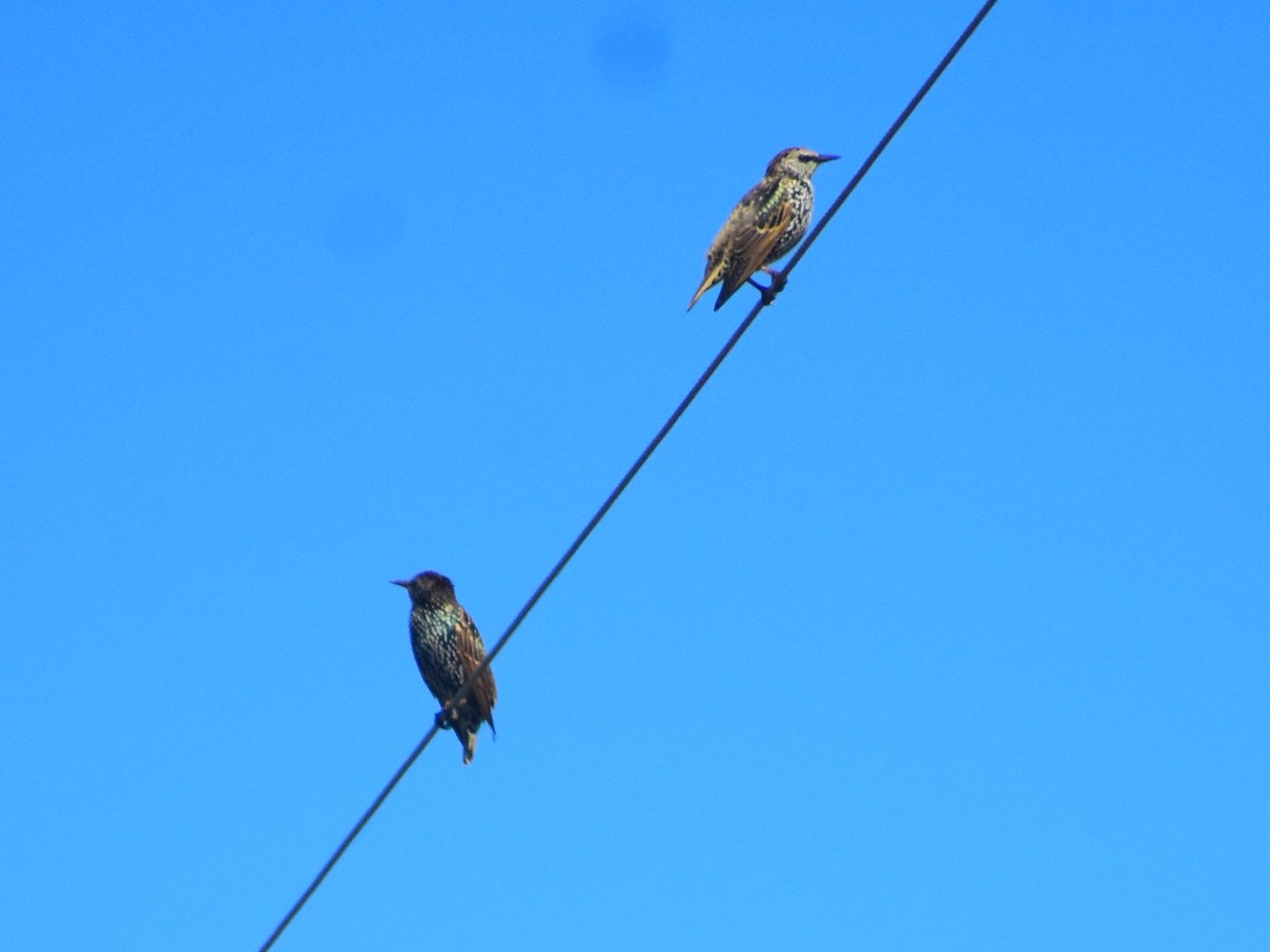 Storno - ML646817606