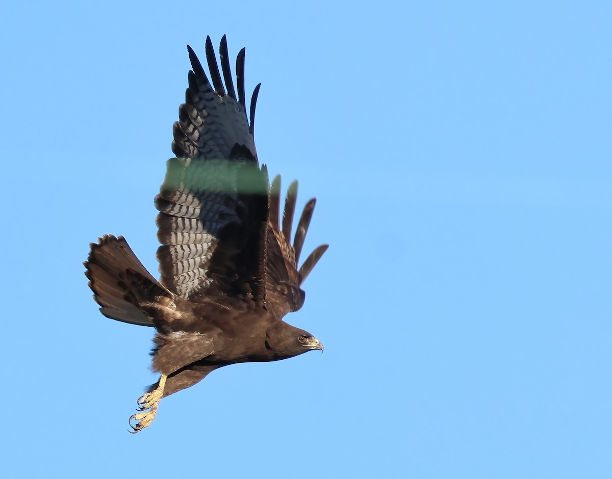 Red-tailed Hawk - ML646817607