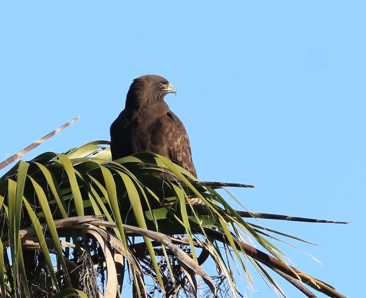 Red-tailed Hawk - ML646817608