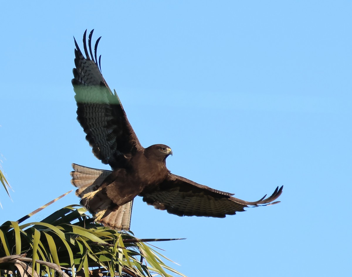 Red-tailed Hawk - ML646817609