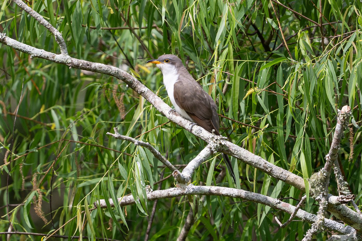 Coulicou à bec jaune - ML646817610