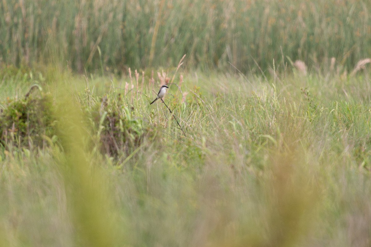 Loggerhead Shrike - ML646817612