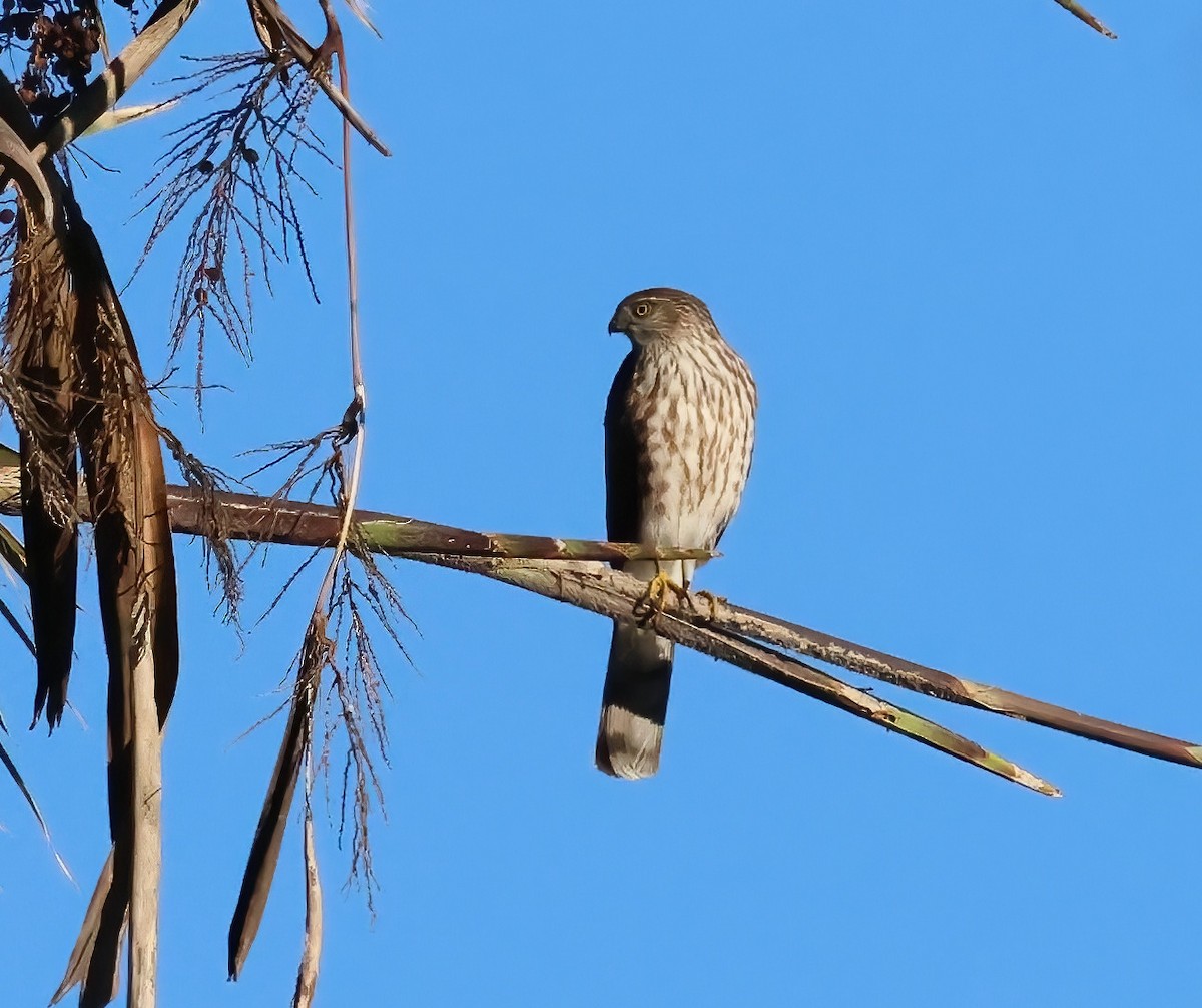 Sharp-shinned Hawk - ML646817619