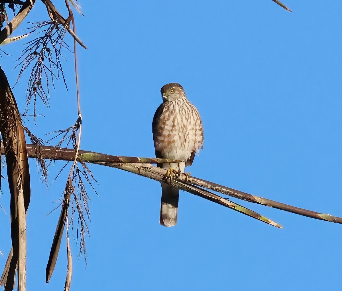 Sharp-shinned Hawk - ML646817620