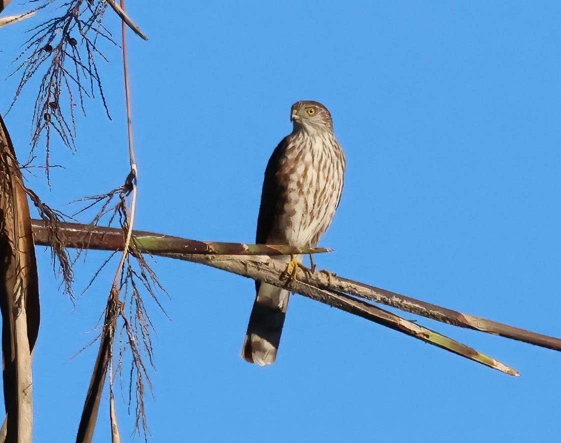 Sharp-shinned Hawk - ML646817621