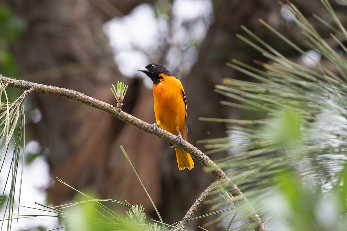 ボルチモアムクドリモドキ - ML646817624