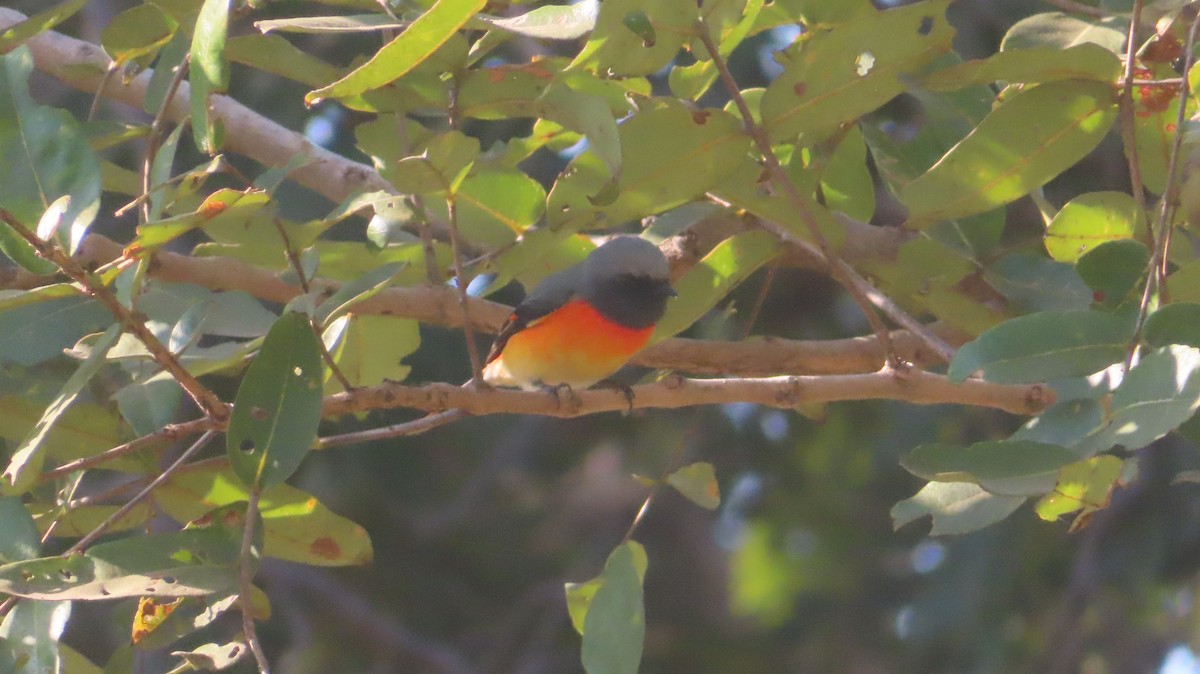 Small Minivet - ML646817627