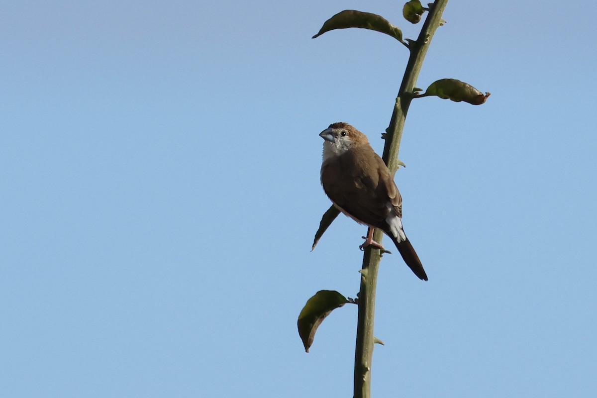 Indian Silverbill - ML646817628