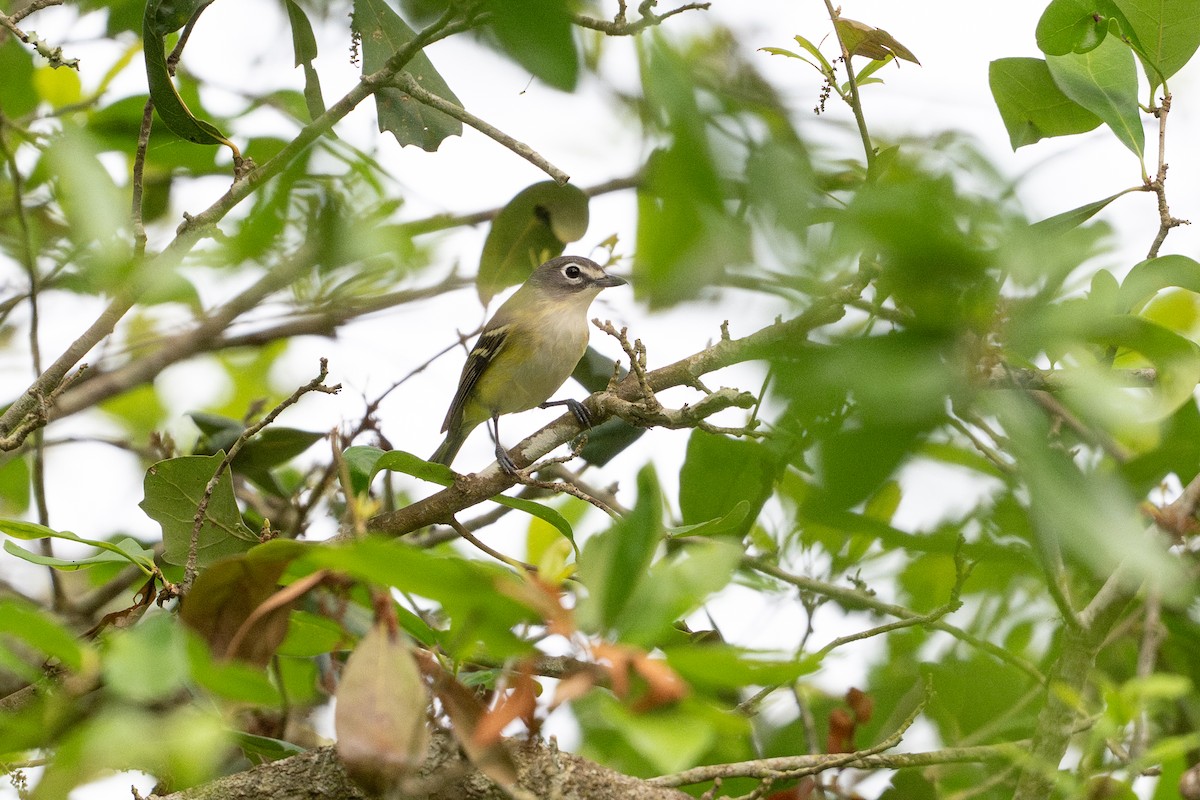Blue-headed Vireo - ML646817629