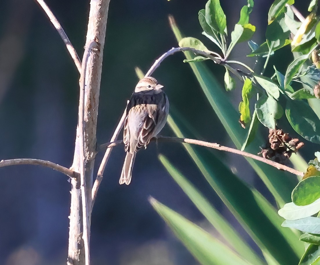 Chipping Sparrow - ML646817630