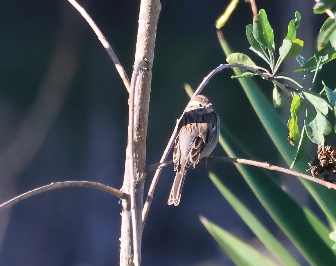 Chipping Sparrow - ML646817631