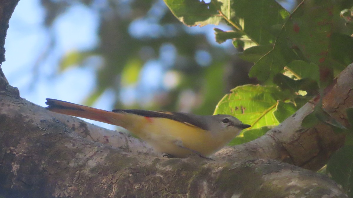 Small Minivet - ML646817637