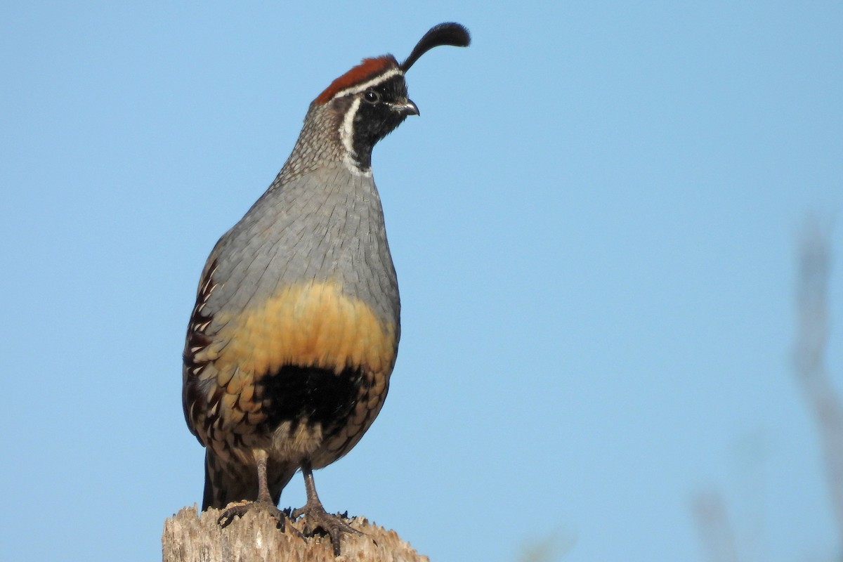 Gambel's Quail - ML646817638