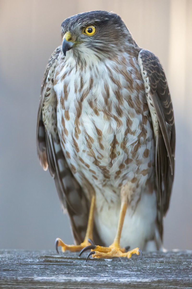 Sharp-shinned Hawk - ML646817639