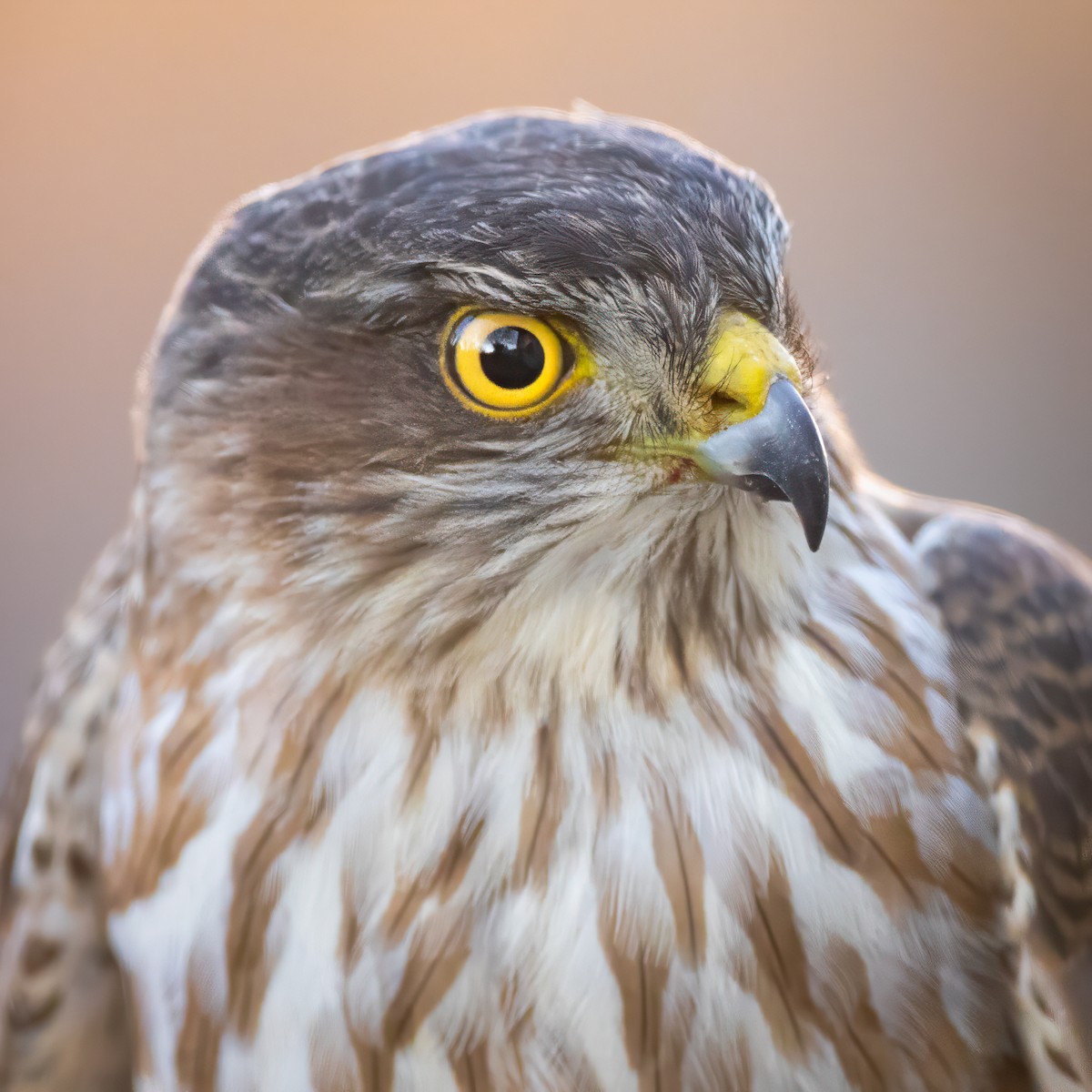 Sharp-shinned Hawk - ML646817640
