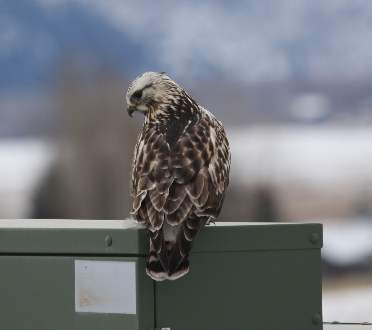 Buse pattue - ML646817642