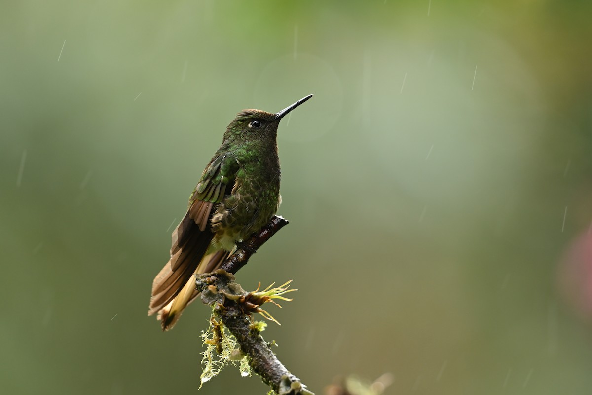 Fahlschwanzkolibri - ML646817643