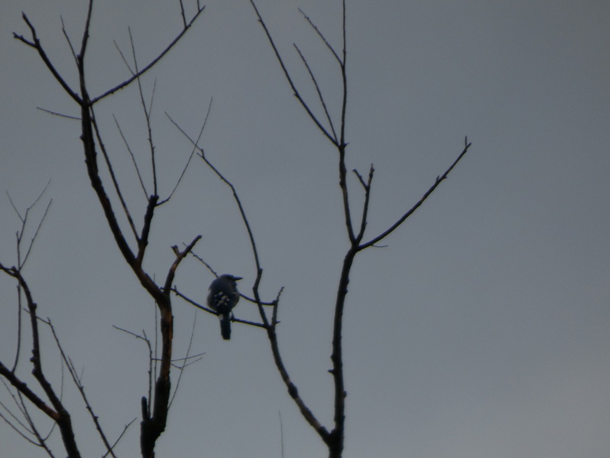 Blue Jay - ML646817644