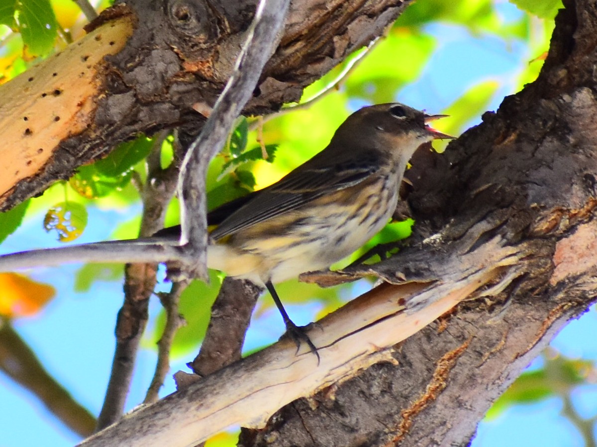 Yellow-rumped Warbler (Myrtle) - ML646817647