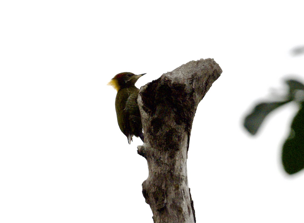 Lesser Yellownape - ML646817654